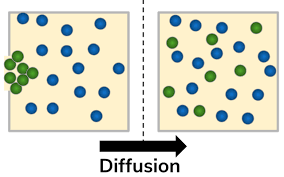 <p>Why is there a need for specialised transport systems for multicellular organisms?</p>