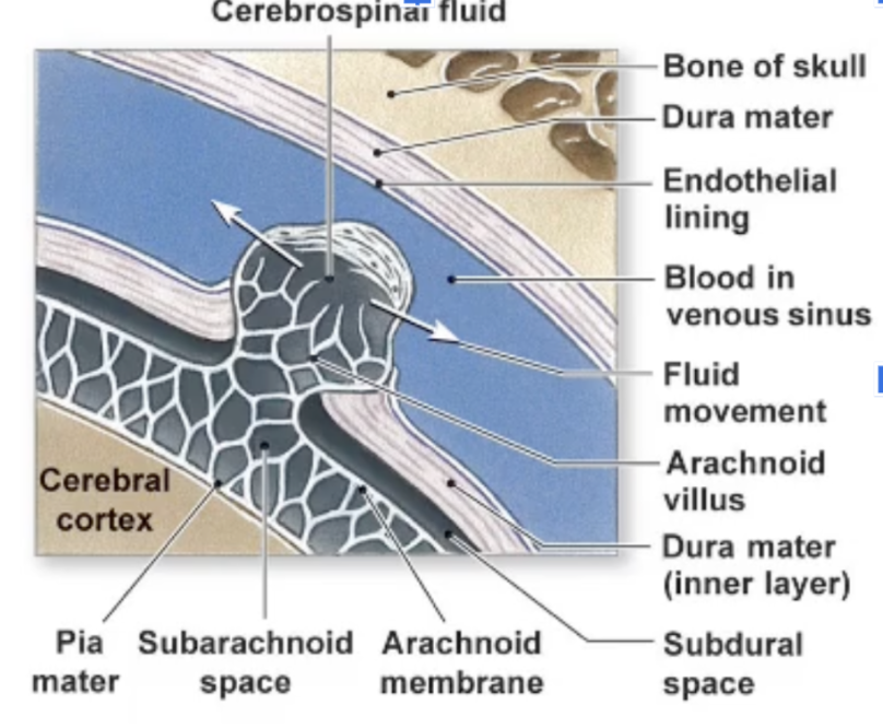 <p>Where is the CSF located relative to the Arachnoid mater?</p>