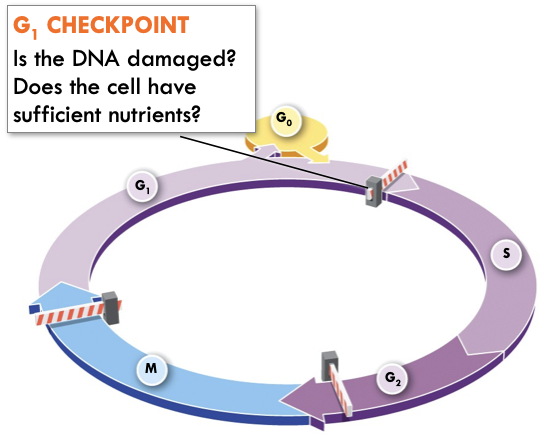 <ul><li><p>Checks for adequate cell size and energy reserves</p></li><li><p>Checks DNA for damage</p></li><li><p>Important for cancer prevention</p></li></ul>