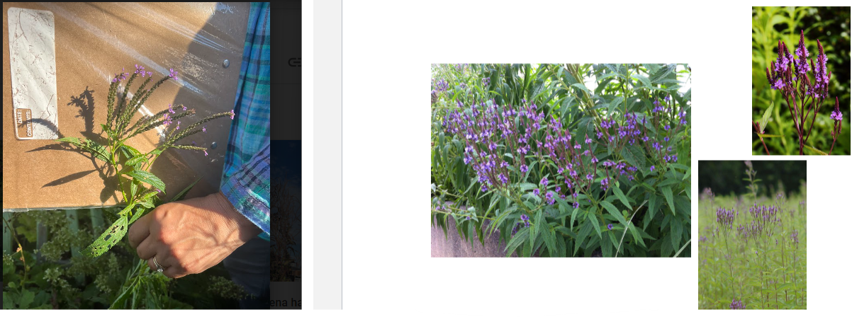 -can be very tall
-narrow, toothed leaves
-dead flowers can be stringy looking