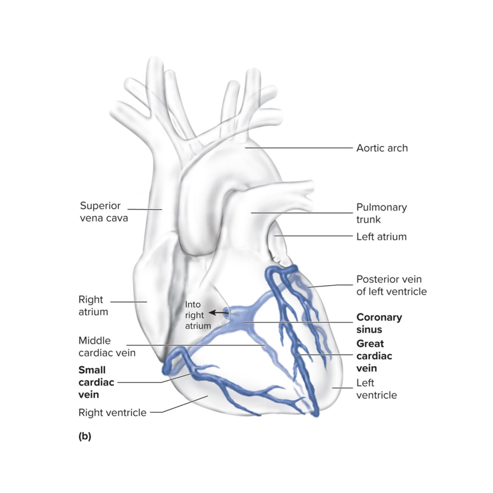 <p>drains the deoxygenated blood from the heart wall during diastole</p>