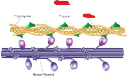 <p><span style="background-color: transparent;"><span>The thin filaments of muscle myofilaments, where myosin binds to generate muscle contraction</span></span></p>