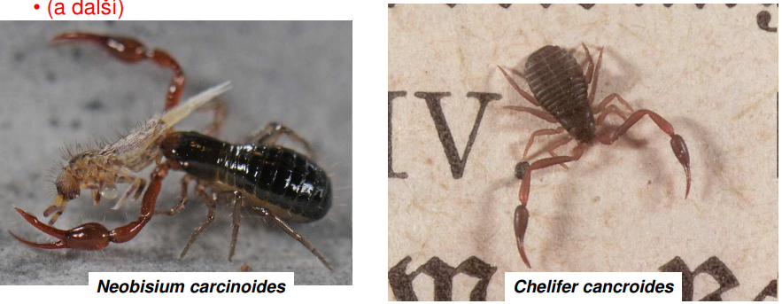 <p>Neobisium carcinoides </p><p>Chelifer cancroides</p>