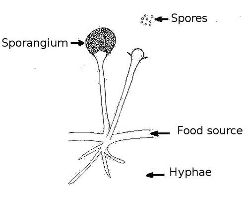 <ul><li><p>lower fungi with non-septate hyphae produce sporangiospores (asexual spores)</p></li><li><p>the spres are inside the sporangium, so they are called sporangiospores</p></li></ul>