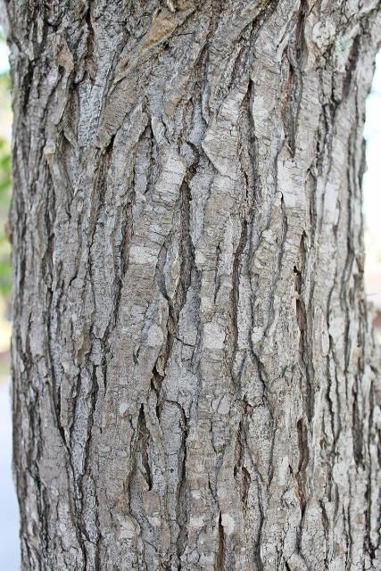 <p>winged elm, Ulmus alata (Ulmaceae)</p>