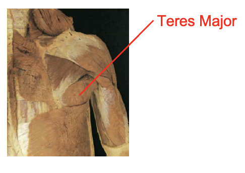<p>teres major</p><p></p><p>Origin</p><ul><li><p>inferior angle of scapula</p></li><li><p>inferor axillary border of scapula</p></li></ul><p>Inserition</p><ul><li><p>medial bicepital grove</p></li></ul><p></p><img src="https://knowt-user-attachments.s3.amazonaws.com/2e821137-f8c1-4c7d-98fa-17c3ff866ad8.png" data-width="100%" data-align="center"><p></p>