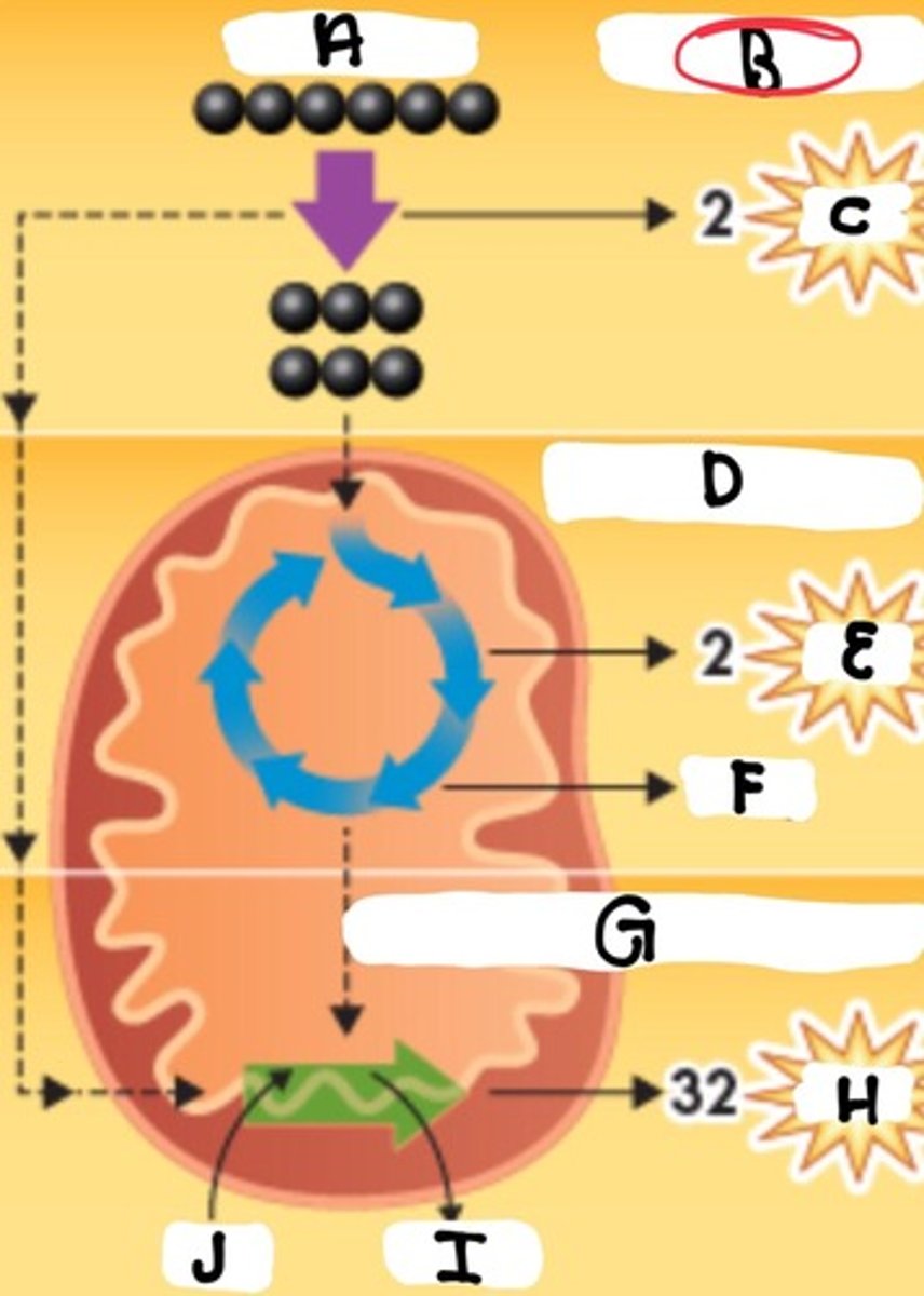 <p>What stage is B</p>
