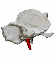 <p>what bone structure is the highlighted area?</p>