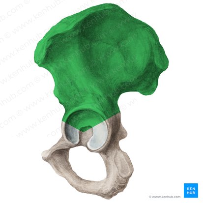 <p>Coxal Bone: Bone Location</p>