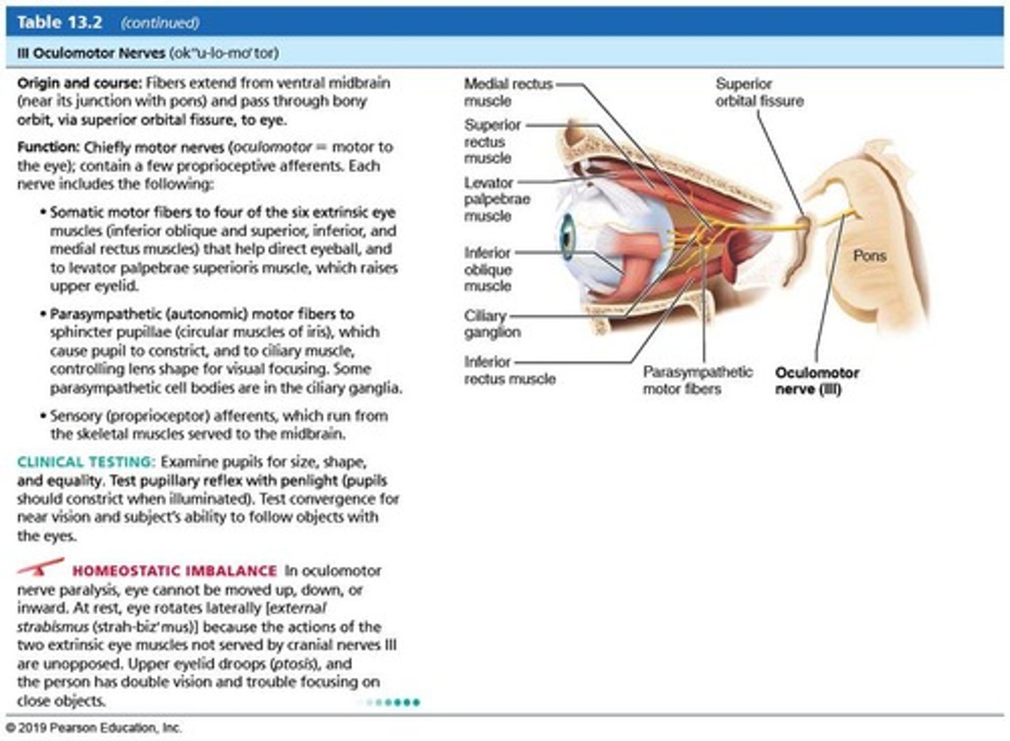 <p>Oculomotor nerve.</p>
