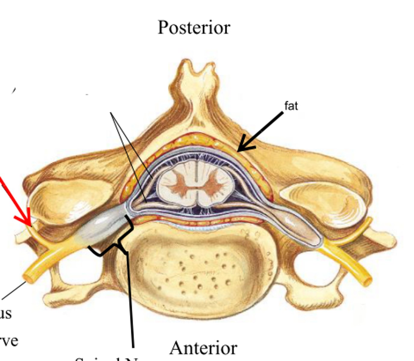 <p>innervates the muscles and joints in that region of the spine and the skin of the back</p>