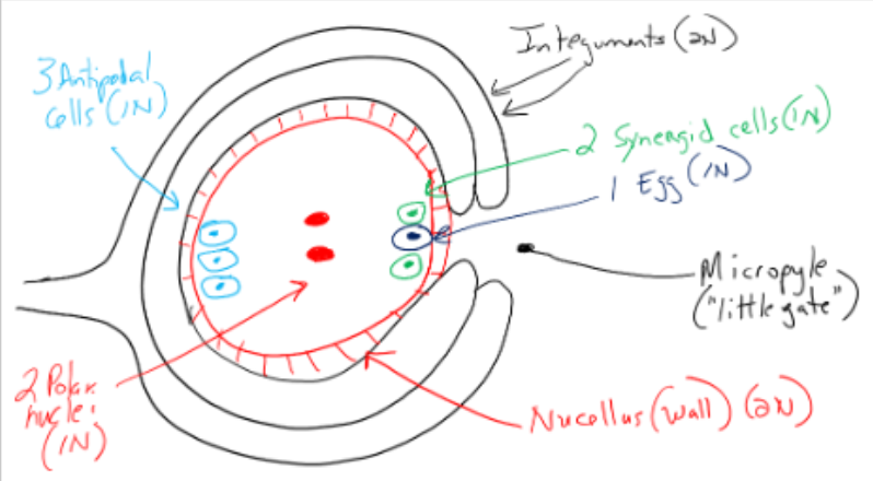 <p>3 antipodal cells (1N): opposite end from micropyle</p><p>1 central cell with 2 large 1N nuclei (polar nuclei)</p><p>2 synergid cells (1N): micropyle end on outside</p><p>1 Egg (1N): middle at micropyle end</p>