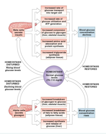 <img src="https://knowt-user-attachments.s3.amazonaws.com/7eab55ec-3584-4197-93f4-81f81faf038b.png" data-width="100%" data-align="center"><ul><li><p><strong>Insuline (Beta-cellen):</strong> Verlaagt bloedsuiker (opslag).</p></li><li><p><strong>Glucagon (Alpha-cellen):</strong> Verhoogt bloedsuiker (vrijmaken). Samen houden ze de wipwap in evenwicht rond het paarse bolletje (Homeostasis).</p></li></ul><p></p>