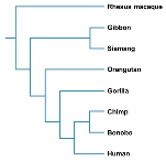 <p><span>The tree below shows one hypothesis for primate evolution (a group of organisms that includes humans). Based on this tree, can you state that humans have undergone more evolutionary changes than rhesus macaques since the two groups split from their shared common ancestor? Explain your answer</span></p>