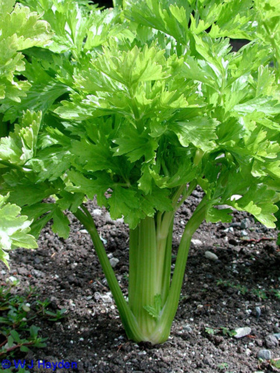 <p>Name?</p>