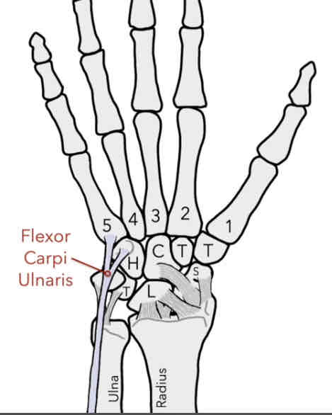 <p>The Muscle connects to the hook of Hamate and the anterior side of the proximal base of the 5th MC.</p><p>-flexion and adduction</p>