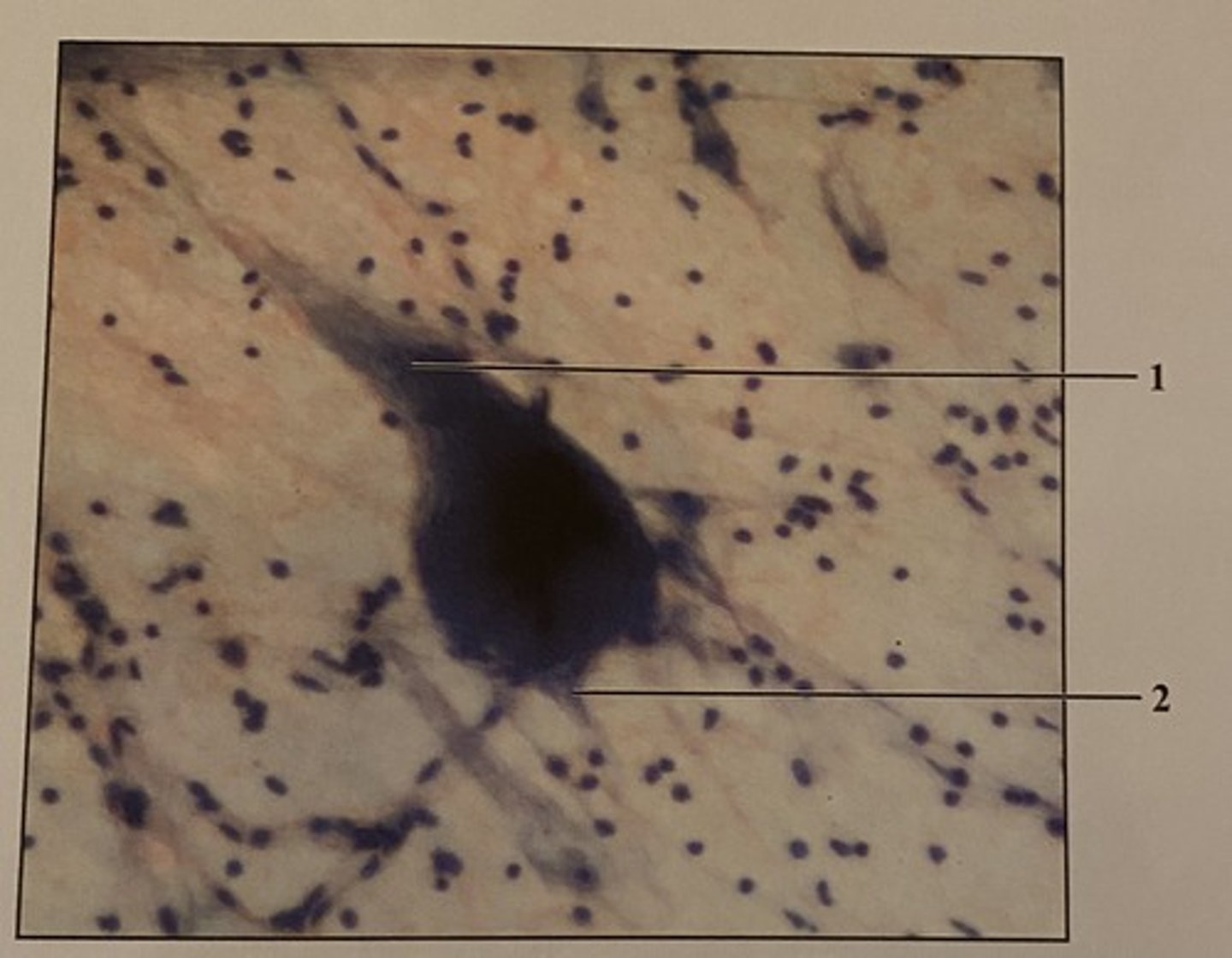 <p>What structure is this?</p>