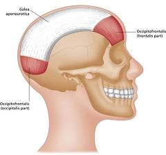 <p>broad, fibrous sheet of muscle covering scalp responsible for scalp mobility; connects occipitalis to frontalis muscle —> occipitofrontalis muscle</p>