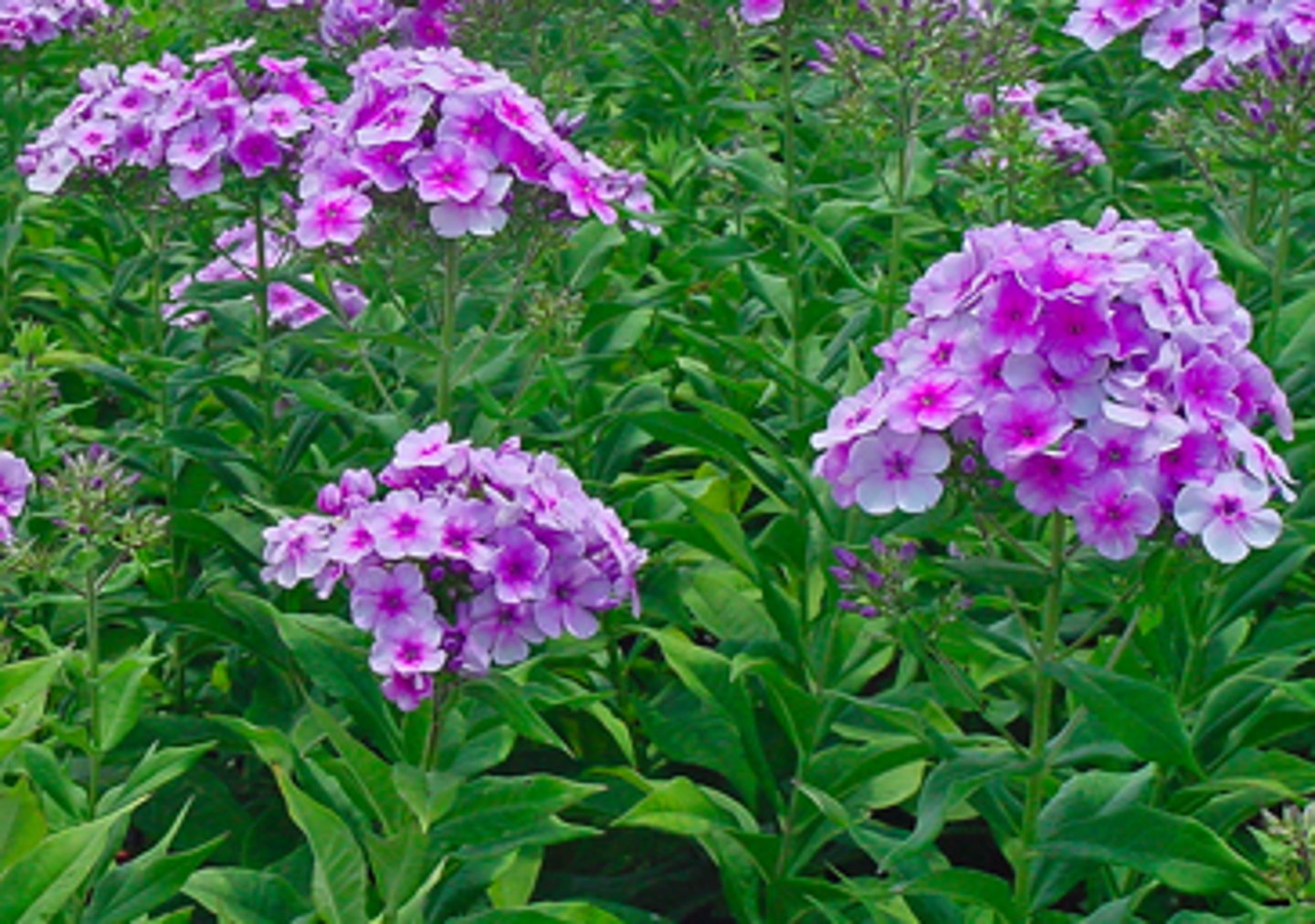 <p>for cut flowers!</p><p>special note: perennial; late season bloom</p><p>leaves: white midvein; opposite dicusid; clasp stem; lanceolate-ovate; rough texture</p><p>bloom: elongated corolla tube; late season bloom; terminal cluster</p>