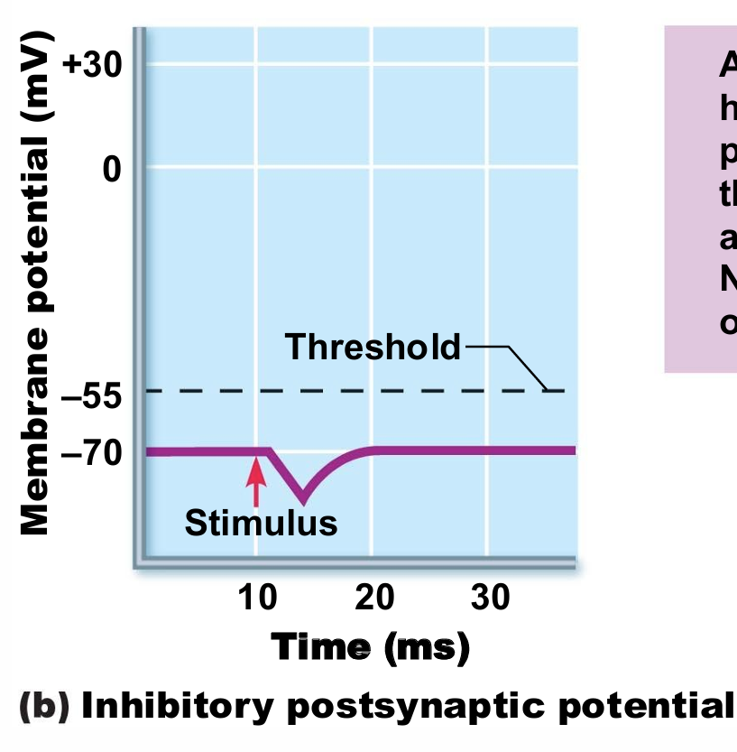 <p> local hyperpolarization of the&nbsp;<span style="background-color: transparent; font-size: 1.6rem;">postsynaptic membrane</span> that drives the neuron away from AP threshold. Neurotransmitter binding opens K+ or Cl– channels</p>