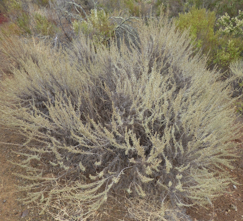 <p>California Sagebrush</p>