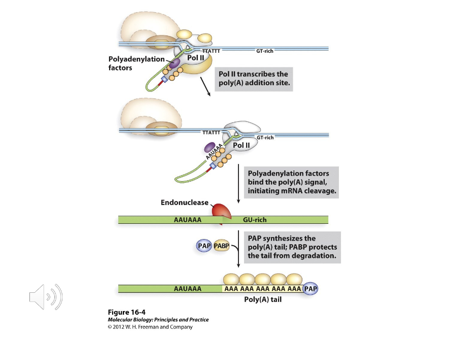<p>Once the polyadenylation factors cleave the mRNA, the poly-A is synthesized by ( ) and attached to the RNA with PABP.</p>