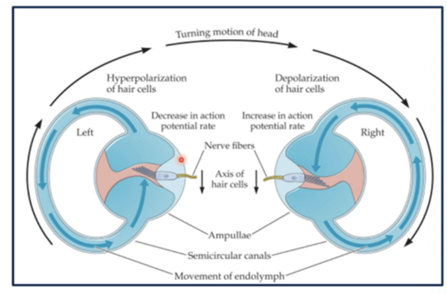 <p>mirror-image orientation of the semicircular canals on left and right that are paired</p><p>when there is excitation on one side of the head, there is inhibition on the other </p>
