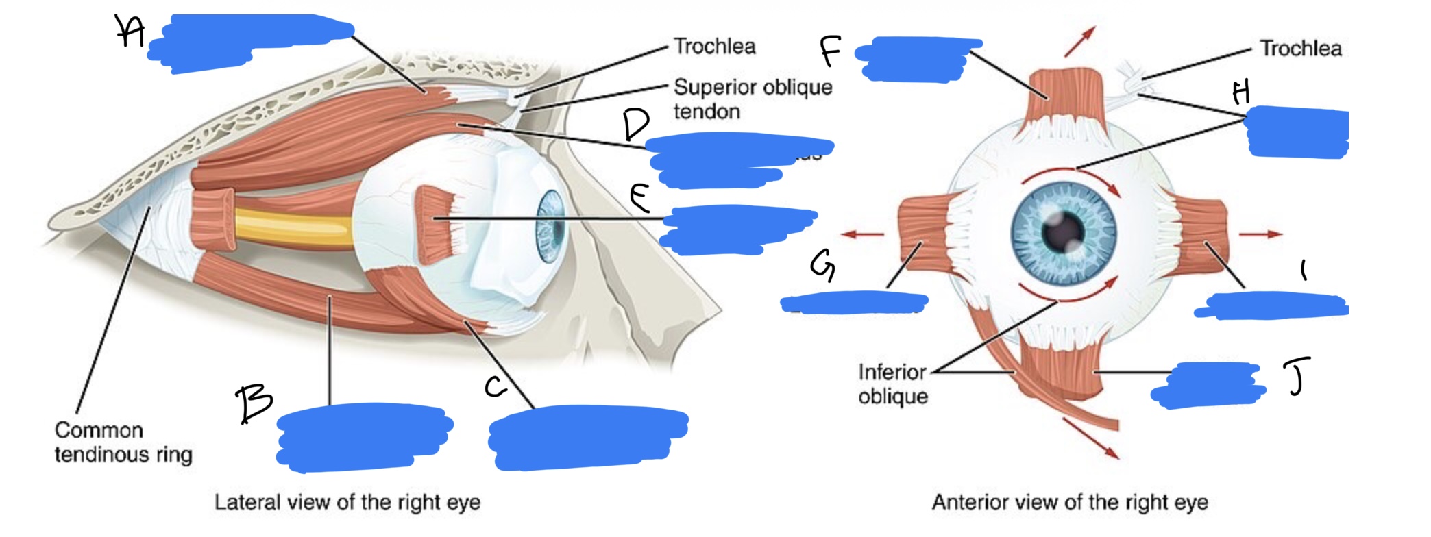 <p>Name the structure(s) indicated by d, e, and f.</p>