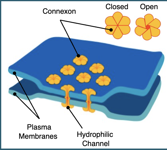 <ul><li><p>not all biomolecules can pass through gap junctions</p></li><li><p>only small particles such as ions and small signalling molecules can pass, while larger molecules such as proteins and carbs cannot</p></li><li><p>excitable cells like cardiac muscle can pass electrical signals as well as chemical signals through gap junctions</p></li><li><p>gap junctions are not open doors that allow a constant free exchange of signals</p></li><li><p>they are highly regulated and can open and close as appropriate</p><ul><li><p>this gating is a defence mechanism so a cell can protect itself if something dangerous is happening in a neighbouring cell</p></li></ul></li></ul><p></p>