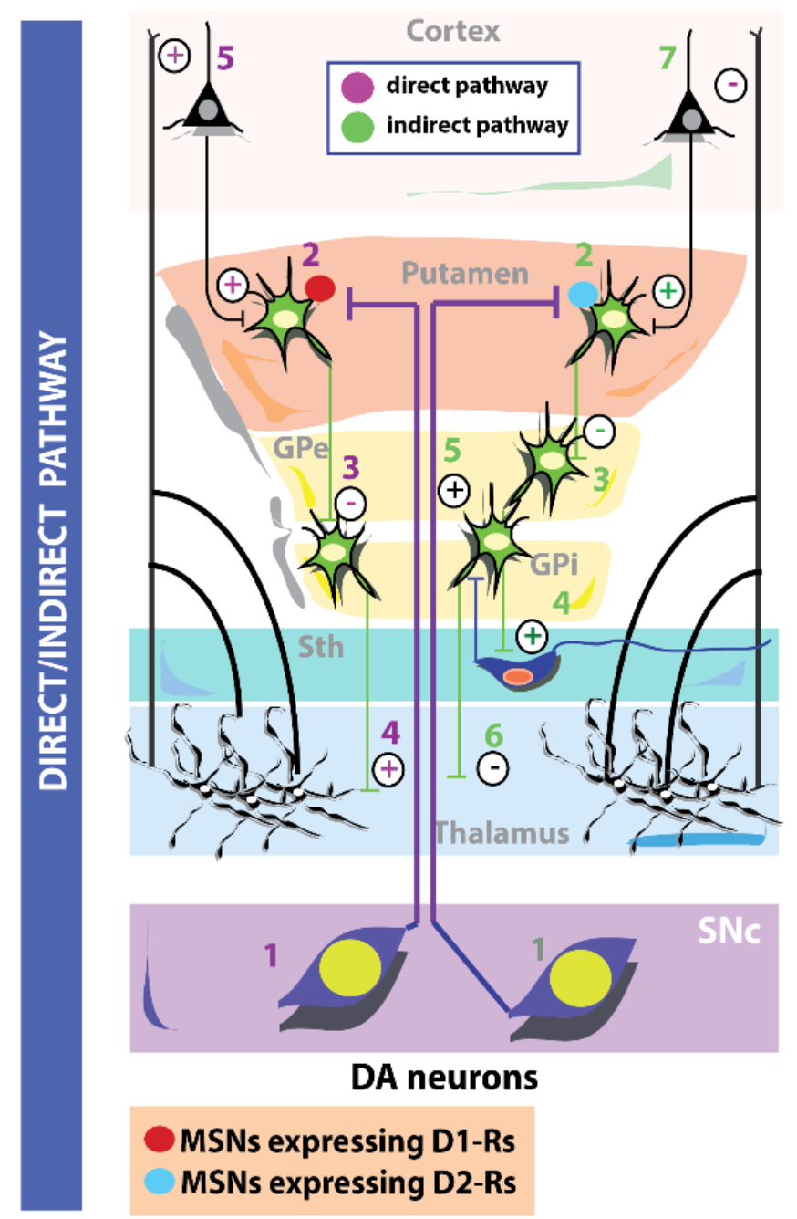 <p>SN pars compacta, mesencephalic dopamine neurons that send projections to the putamen which express excitatory D1 receptors (stimulating the direct pathway while inhibiting the indirect pathway)</p>