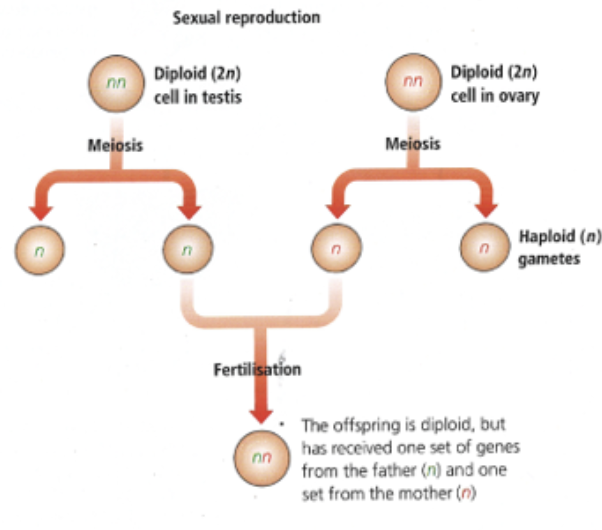 <ul><li><p>2 parents</p></li><li><p>haploid gametes formed, sexual intercourse and fertilization form diploid zygote; offspring receives half genetic material from each parent</p></li><li><p>offspring has unique combination of genetical and phenotypical characteristics inherited from each parent</p></li></ul><p></p>
