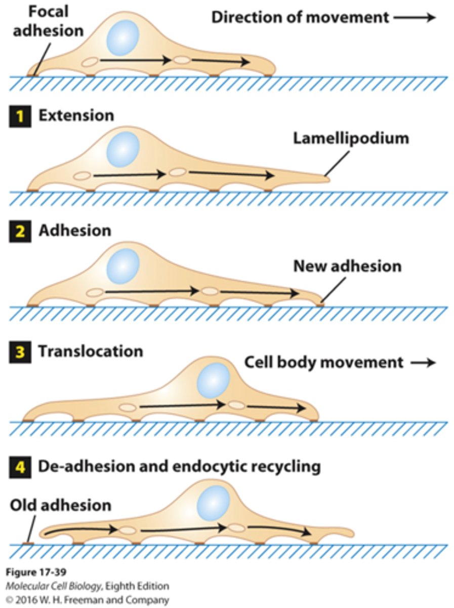 <p>- flat and very thin</p><p>- provides new anchorage points</p><p>- provides protrusive force</p><p>- actin treadmilling is critical</p>
