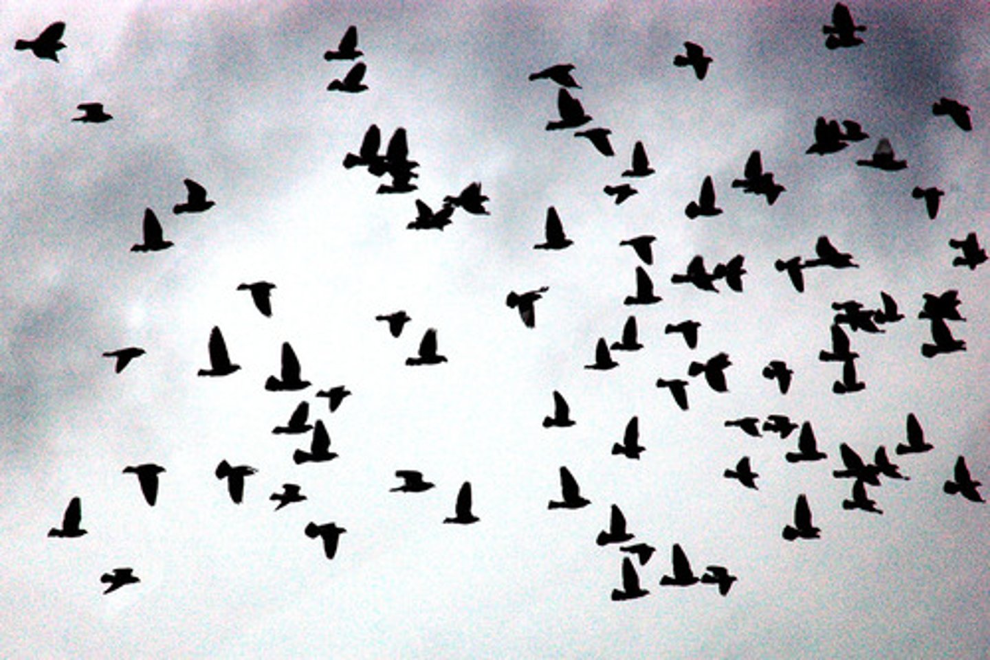 <p>모이다</p>