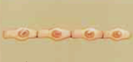 <p>one layer of flat cells</p>