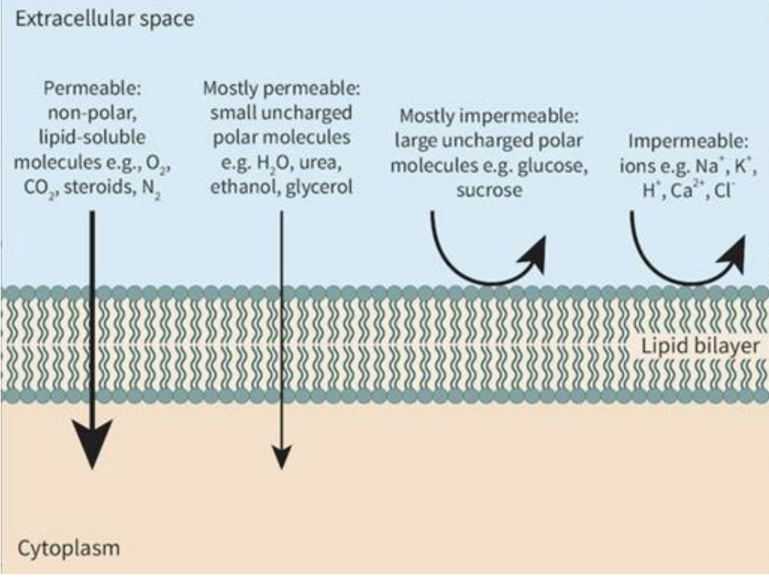 <p><strong>Hydrophobic hydrocarbon</strong> chains have <strong>low permeability</strong> to:</p><ul><li><p>Large molecules [1]</p></li><li><p>Hydrophilic particles [1]</p><ul><li><p>Ions [0.5]</p></li><li><p>Polar molecules [0.5]</p></li></ul></li></ul><p><strong>⇒ Membrane functions as an effective barrier between aqueous</strong> (extra-intracellular fluid) <strong>solutions[1]</strong></p><p></p><p>Students should understand that the hydrophobic hydrocarbon chains that form the core of a membrane have low permeability to </p><p>large molecules and hydrophilic particles, including ions and polar molecules, so membranes function as effective barriers between </p><p>aqueous solutions.</p>
