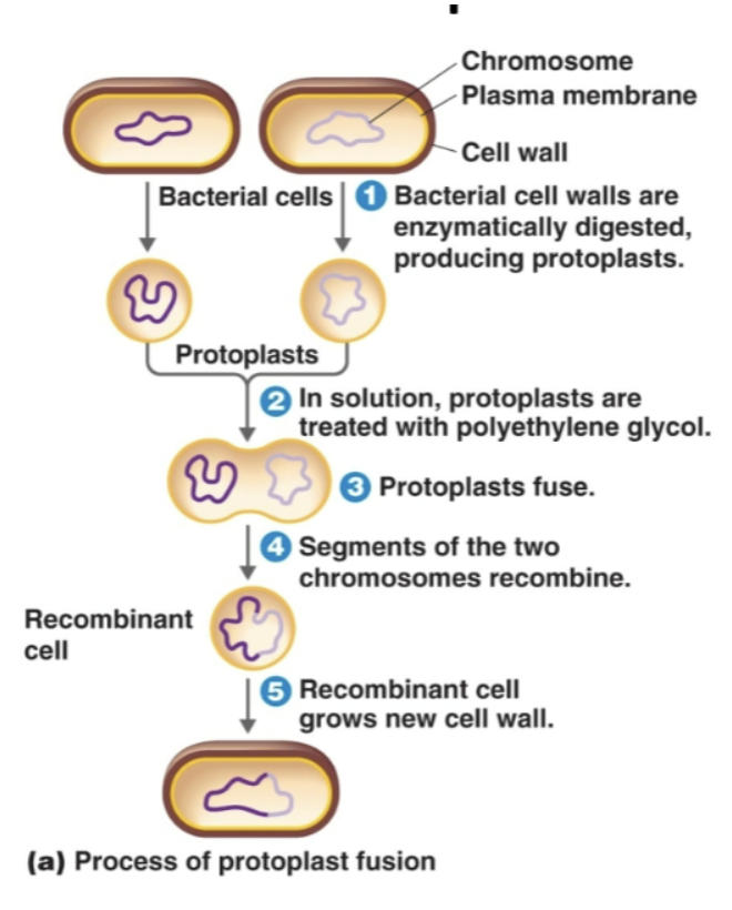 <ol><li><p><span>🍔🌱</span><span style="background-color: transparent;"><strong><span> Bacteria cell wall </span></strong><span>enzymatically </span><strong><span>ingested</span></strong><span> → </span><strong><span>protoplasts</span></strong></span></p></li><li><p><span>🧴</span> <span style="background-color: transparent;"><span>Proplasts treated with </span><strong><span>Polyethylene</span></strong><span> </span><strong><span>Glycol</span></strong><span> (glue)&nbsp;</span></span></p></li><li><p><span>🫂</span> <span style="background-color: transparent;"><span>Protoplasts fuse&nbsp;</span></span></p></li><li><p><span>🧬</span> <span style="background-color: transparent;"><span>2 chromosome segments recombine&nbsp;</span></span></p></li><li><p><span>🧱🌱</span><span style="background-color: transparent;"><strong><span> Recombinant cell </span></strong><span>grows </span><u><span>new cell wall</span></u></span></p></li></ol><p></p>