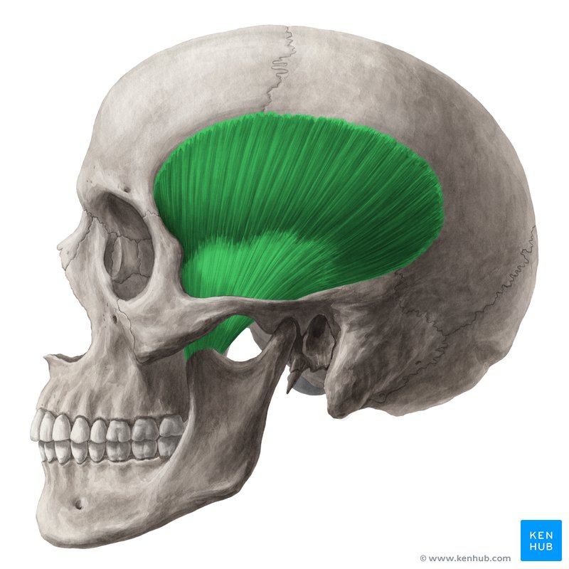 <p>Origin: temporal bone</p><p>Insertion: coronoid process of the mandible</p><p>Action: elevation and retraction of the jaw</p>