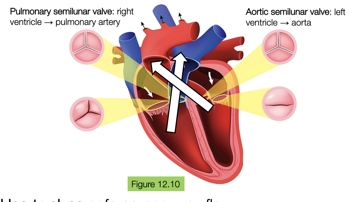 <p>they are the two valves that control the movement of blood out of the heart into circulation</p><ul><li><p>the pulmonary semilunar valve is when the pressure of the blood is higher in the right ventricle than the pulmonary artery and the valve opens to let blood flow from the right ventricle to the pulmonary artery</p></li><li><p>the aortic semilunar valve is when the pressure of the blood is higher in the left ventricle than the aorta, and the valve opens to let blood flow from the left ventricle to the aorta</p></li></ul><p></p>