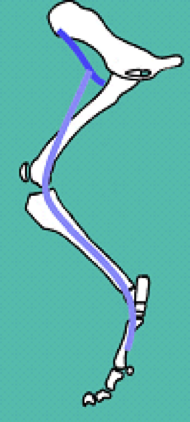 <p>Route:</p><ul><li><p>Short route to cranial thigh </p></li></ul><p></p><p>Supplies the cranial thigh muscles&nbsp;</p><ul><li><p><strong>Iliopsoas&nbsp;</strong></p></li><li><p><strong>Sartorius&nbsp;</strong></p></li><li><p><strong>Quandriceps</strong> (all heads)</p></li></ul><p>Therefore act as hip FLEXORS, limb PROTRACTORS, and stifle EXTENSORS<br></p><p>Gives sensory supply to the entire medial aspect of the hind limb&nbsp;</p><p></p>