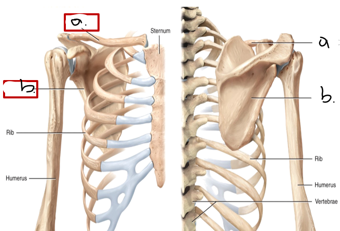 <p><strong>The Shoulder Girdle:</strong></p><ul><li><p>What is the <strong>shoulder girdle</strong> commonly referred to as?</p></li><li><p>How many bones are included (<u>name them a. b.</u>)?</p></li><li><p>What does it <u>articulate</u> with?</p></li></ul><p></p>