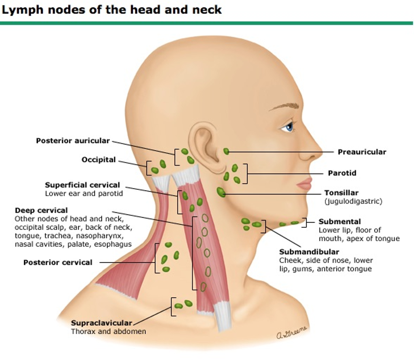 <ul><li><p class=""><strong>Parotid</strong>: In front of your ear (cheek area)</p></li><li><p class=""><strong>Occipital</strong>: Back of your head, near the neck</p></li><li><p class=""><strong>Pre-auricular</strong>: In front of your ear</p></li><li><p class=""><strong>Post-auricular</strong>: Behind your ear</p></li><li><p class=""><strong>Submental</strong>: Under your chin</p></li><li><p class=""><strong>Tonsillar</strong>: Back of your throat (tonsils area)</p></li><li><p class=""><strong>Submandibular</strong>: Below your jaw, on either side</p></li><li><p class=""><strong>Superficial cervical</strong>: Along the side of your neck, below your jawline</p></li><li><p class=""><strong>Deep cervical</strong>: Deep in the neck, near the trachea</p></li><li><p class=""><strong>Posterior cervical</strong>: Back of your neck, above your shoulders</p></li><li><p class=""><strong>Supraclavicular</strong>: Above your collarbones</p></li></ul><p></p>