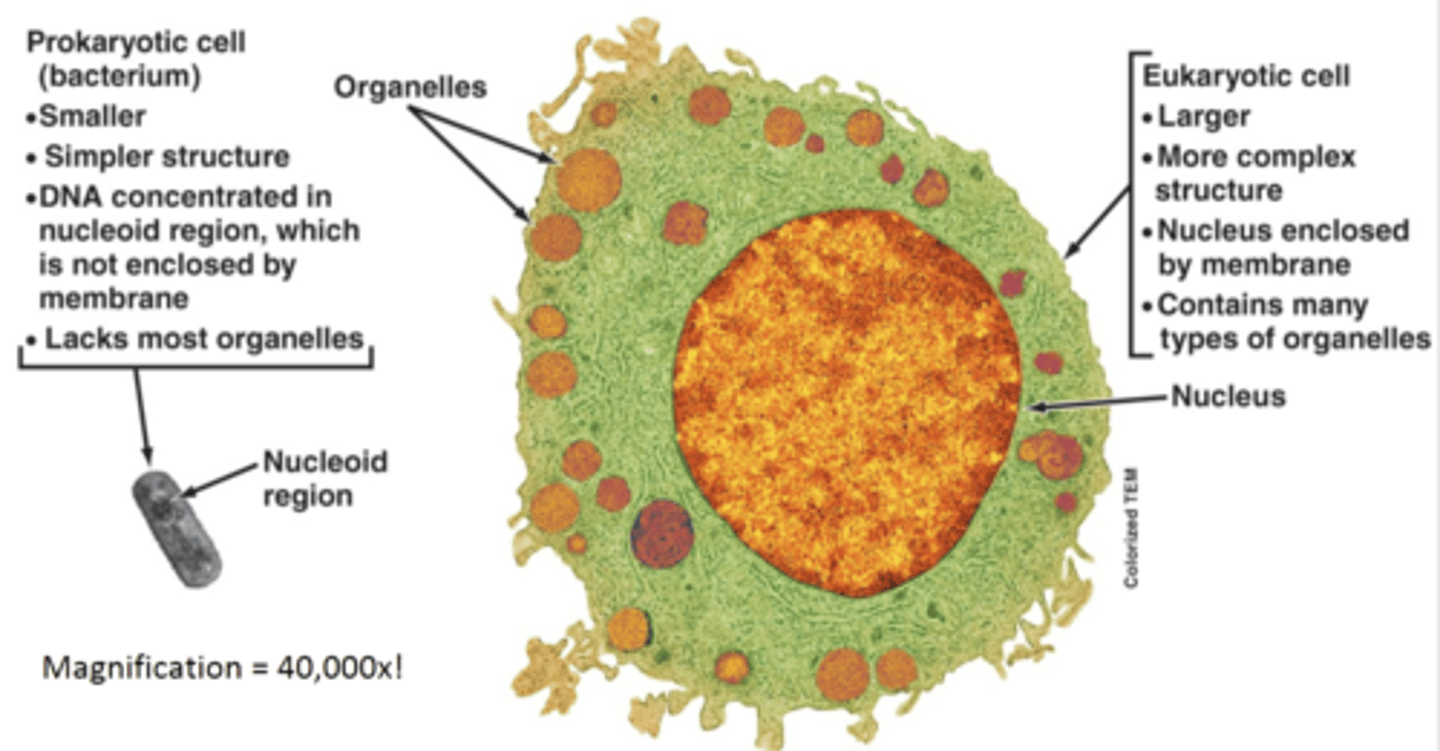 <p>different eukaryotic kingdoms, multicellular & single-celled organisms</p>
