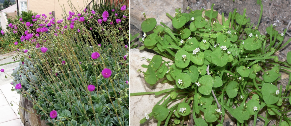 <p>Clade: Superastrids</p><p>Order: Caryophyllales (Caryophyllineae)</p><ol><li><p><strong>Stems succulent</strong></p></li><li><p><strong>Stamens opposite petals</strong></p></li><li><p>Seed with elaiosome</p></li><li><p>2 sepals</p></li><li><p><strong>Betalains</strong></p></li></ol><p></p>