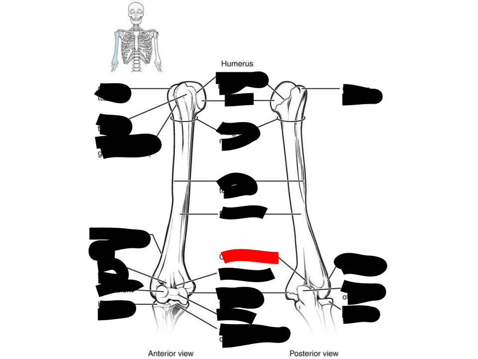 <p>humerus</p>