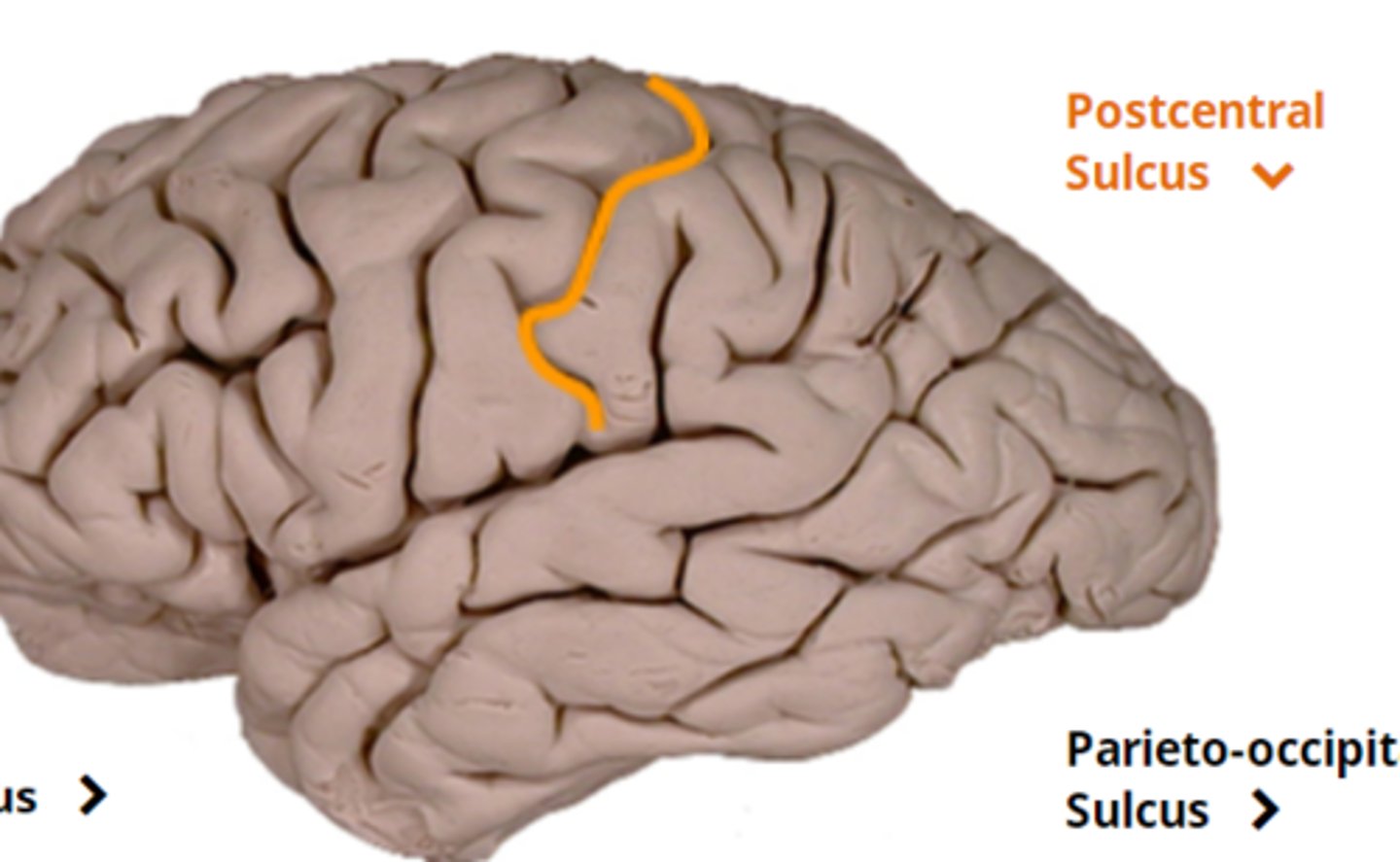 <p>creates posterior border of the sensory cortex</p>