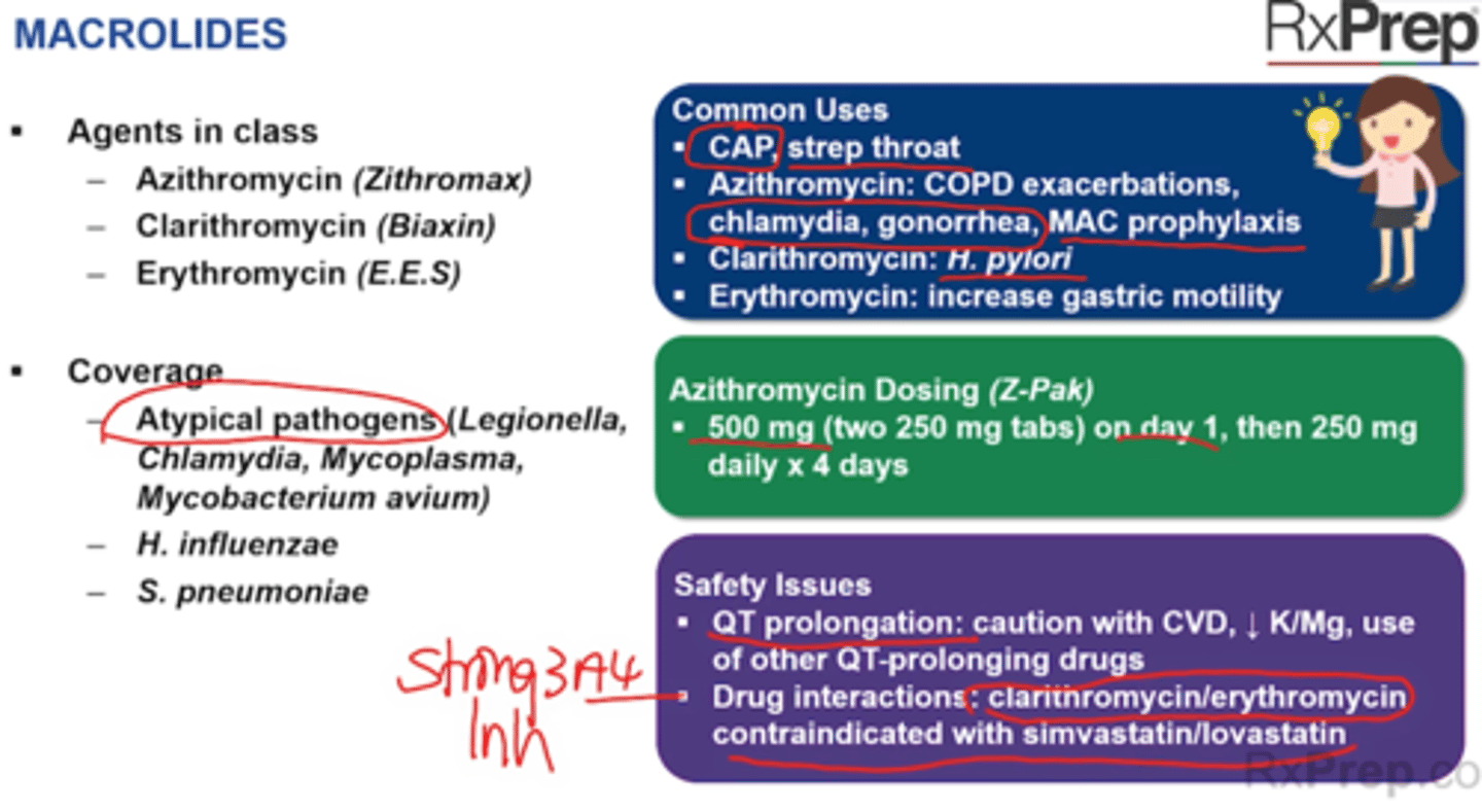 <p>50S ribosomal subunit - RNA inhibitor </p><p>Coverage: atypicals, community-acquired respiratory tract infections, STIs - chlamydia, gonorrhea</p><p>Agents</p><p>+ Azithromycin (Zithromax, Z-Pak)</p><p>Z-pak: 500 mg on day 1 then 250 mg on days 2-5</p><p>Tri-pak: 500 mg daily for 4 days</p><p>+ Clarithromycin (Biaxin)</p><p>+ Erythromycin (E.E.S., Ery-Tab, Erythrocin)</p><p>Coverage</p><p>+ Atypical pathogens (Legionella, Chlamydia, Mycoplasma, Mycobacterium avium)</p><p>+ H. influenzae (respiratory)</p><p>+ S pneumonia (resp track)</p><p>Common Uses</p><p>+ CAP, Strep throat</p><p>+ Azithromycin: COPD exacerbation, chlamydia, gonorrhea, MAC prophylaxis</p><p>+ Clarithromycin: H. pylori (GERD)</p><p>+ Erythromycin: increases gastric motility </p><p>Safety Issues</p><p>+ QT prolongation</p><p>+ Drug interactions: clarithromycin/erythromycin CI with simvastatin/lovastatin = Strong 3A4 Inhibitors </p><p>+ Azithromycin is minor substrate = less clinically significant drug interactions</p><p>+ Hepatotoicty</p><p>+ CAD + Clarithromycin = mortality higher in 2+ weeks of treatment</p><p>SE:</p><p>+ GI Upset</p>