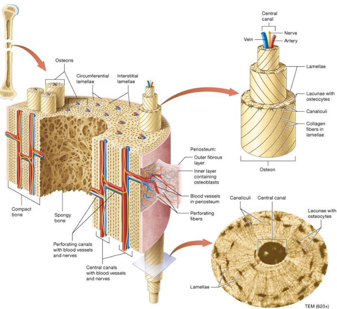 <ul><li><p>Hard outer compact bone</p><ul><li><p>Organized by osteons</p></li><li><p>Inner layers called lamellae</p></li></ul></li><li><p>Porous inner spongy bone</p><ul><li><p>Trabeculae</p></li></ul></li></ul><p></p>