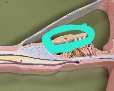 <p>Internal anatomy of the cochlea</p>