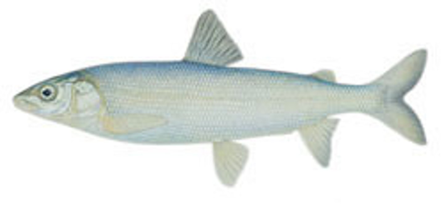 <p>Mountain whitefish</p><p>-Adipose fin</p><p>-dotted lateral line</p><p>-subterminal mouth</p>
