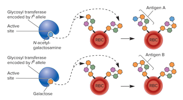 <p>Fill in the blank….</p><p>The carbohydrate tree on the surface of red blood cells is composed of three sugars. A fourth can be added by the enzyme ( ). The i allele encodes a ( ) enzyme, so the tree remains unchanged. The A allele encodes a form of the enzyme that adds ( ) while the B allele encodes a form of the enzyme that adds ( ) to the tree.</p>